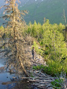 Besuch des Nature Centers in Eagle River